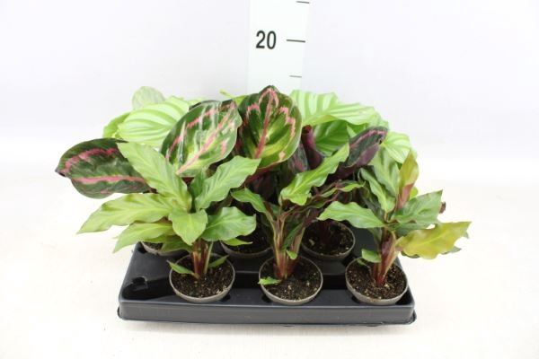 <h4>Calathea   ...</h4>