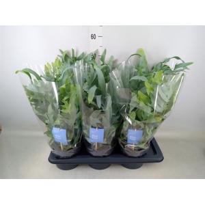 Phlebodium aureum 'Blue Star'