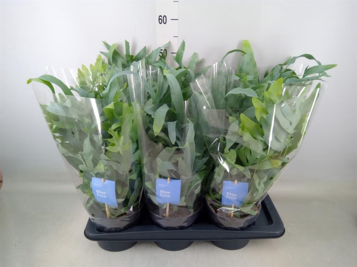 <h4>Phlebodium aureum 'Blue Star'</h4>