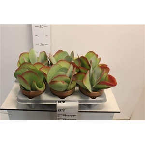 Kalanchoe Thyrsifl In Terracotta Pot