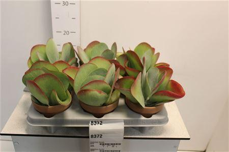 <h4>Kalanchoe Thyrsifl In Terracotta Pot</h4>