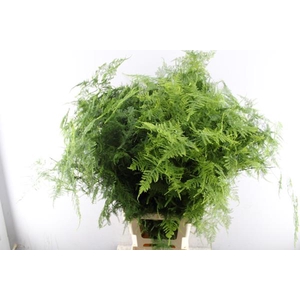 Asparagus  Lang Getopt L85