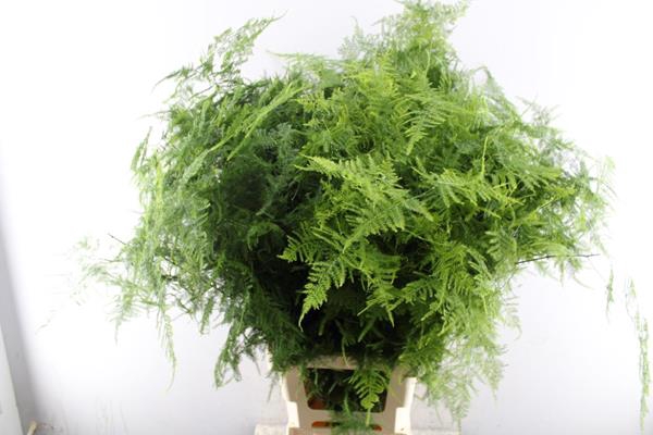 <h4>Asparagus  Lang Getopt L85</h4>