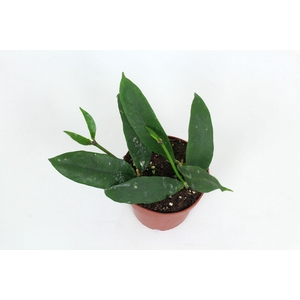 Hoya Lobbii fl. 12 cm