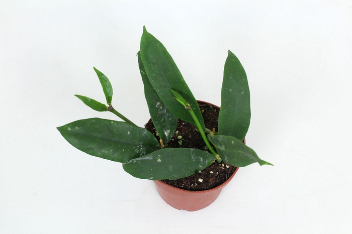 <h4>Hoya Lobbii fl. 12 cm</h4>
