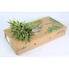 Dracaena Sanderiana White (air)