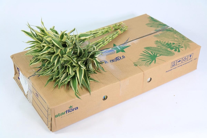 Dracaena Sanderiana White (air)