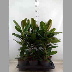 Ficus americana subsp. guianensis