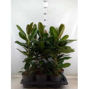 Ficus americana subsp. guianensis