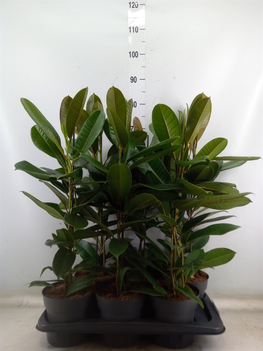 <h4>Ficus americana subsp. guianensis</h4>