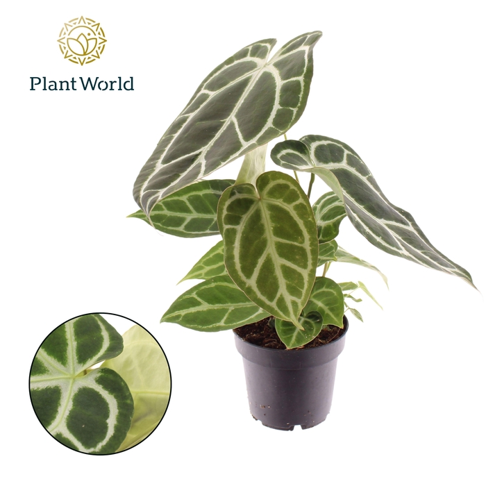 <h4>Anthurium Chrystallinum</h4>