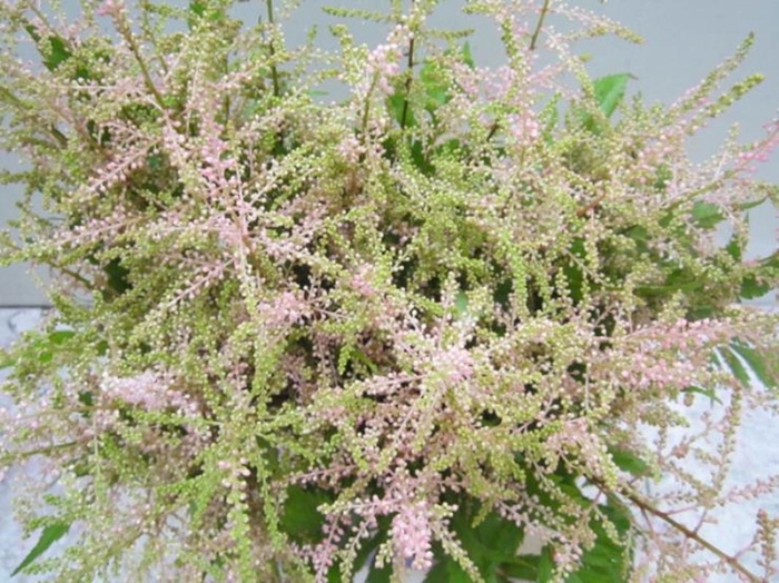 <h4>Astil G Sweet Rose</h4>