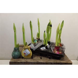 arr8 Hipp Wax Mixtray