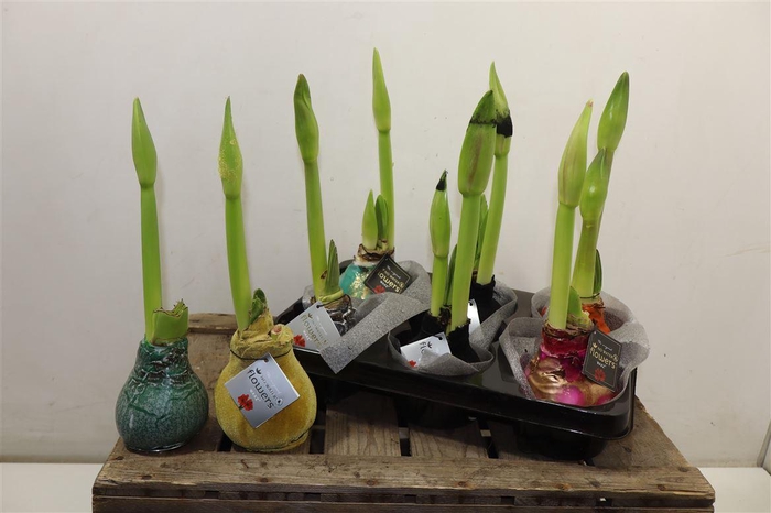 <h4>arr8 Hipp Wax Mixtray</h4>