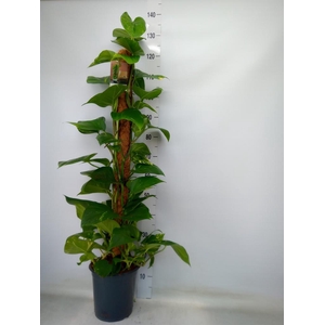 Epipremnum pinn.   ...moss stick