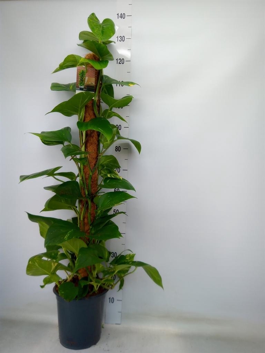 <h4>Epipremnum pinn.   ...moss stick</h4>