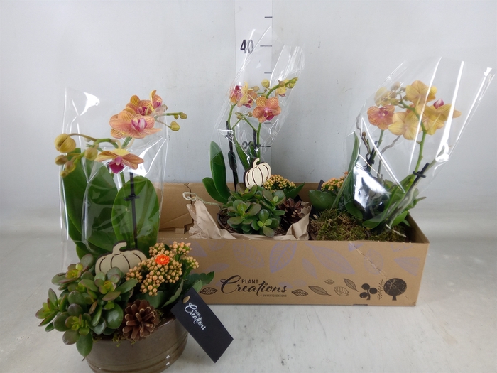 <h4>Arr.  Phalaenopsis H%</h4>