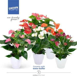 Anthurium - KARMA Mix | Carolina White | Waterreservoir