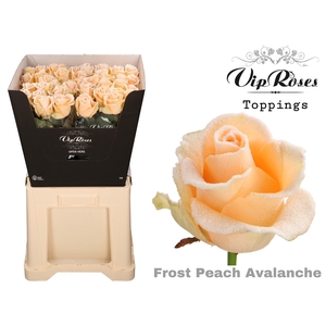 R Gr Vip Frost Peach Avalanche