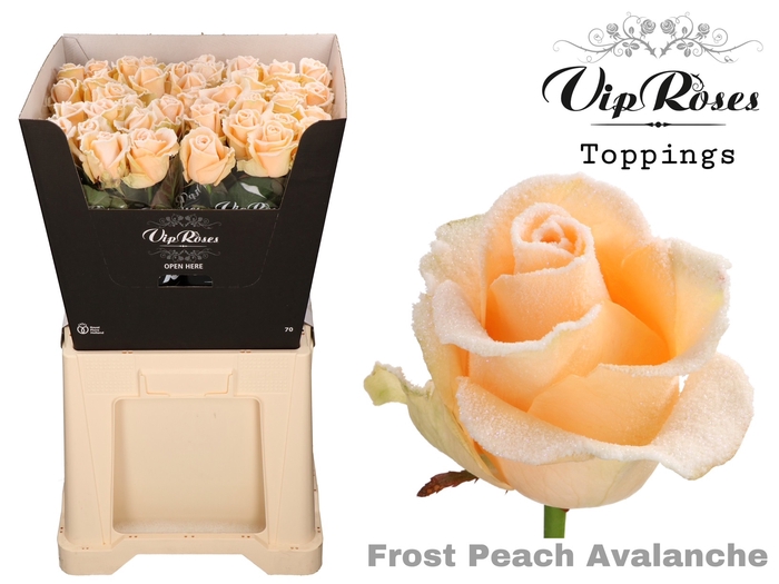 <h4>R Gr Frost Peach Avalanche</h4>