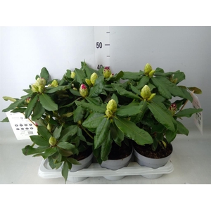 Rhododendron   ...mix