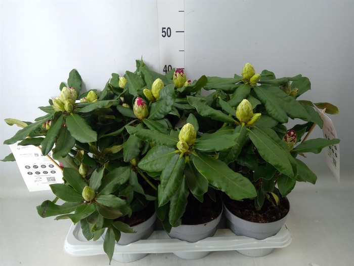 <h4>Rhododendron   ...mix</h4>