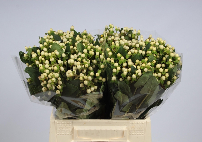 <h4>HYP ANDROSAEMUM OV</h4>