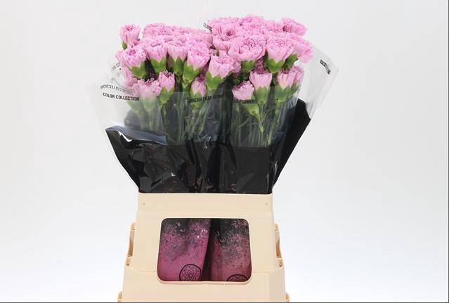 <h4>DI ST CLEARWATER</h4>