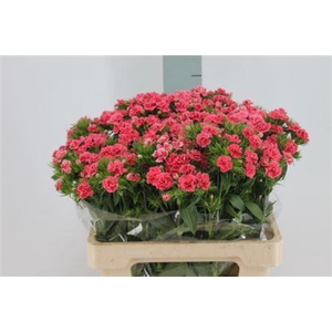 Di Barb Doblino Salmon X50