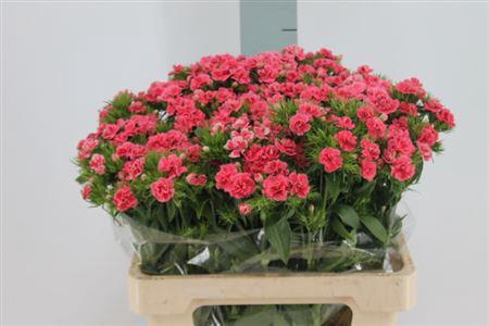 <h4>Di Barb Doblino Salmon X50</h4>