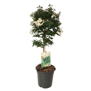 Solanum Jasminoides op stam