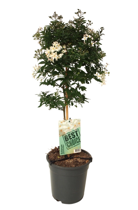 <h4>Solanum Jasminoides op stam</h4>