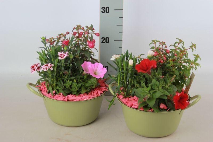 <h4>ARR TUINPLANTEN</h4>