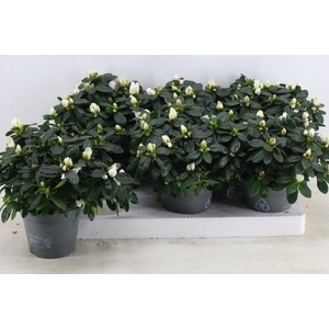 RHODO SI WITTE VOGEL