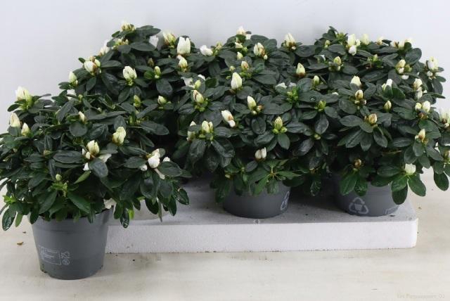 <h4>Rhodo Si Witte Vogel</h4>