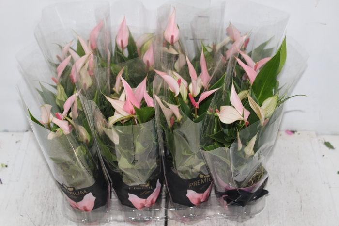 <h4>ANTHURIUM LILLI P09 PREMIUM</h4>