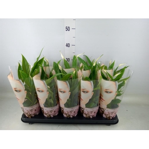 Spathiphyllum  'Korto'