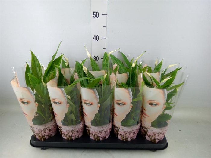 <h4>Spathiphyllum  'Korto'</h4>