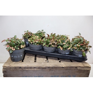 Gaulth Pr Ciao B Whi