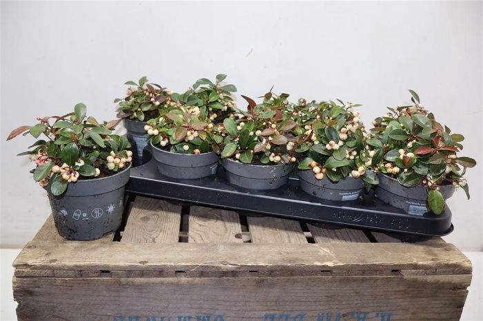 <h4>Gaulth Pr Ciao B Whi</h4>