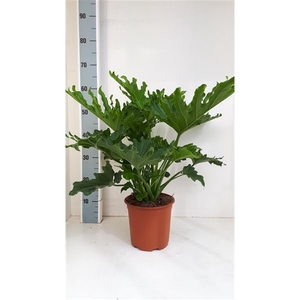 Philodendron selloum hope