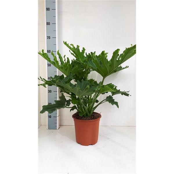 <h4>Philodendron selloum hope</h4>