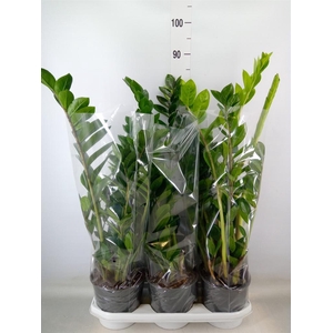 Zamioculcas zamiifolia