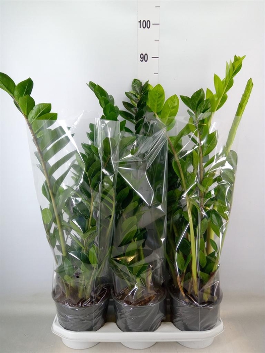 <h4>Zamioculcas zamiifolia</h4>