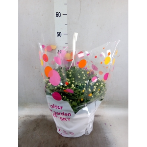 Chrysanthemum  'Skyfall'  ..mix