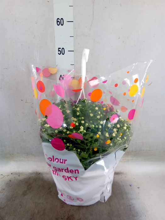 <h4>Chrysanthemum  'Skyfall'  ..mix</h4>