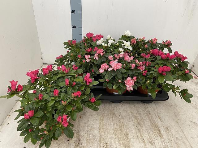 <h4>RHODO SI VOGEL GEM</h4>