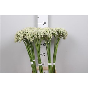 Allium Nigrum