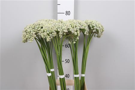 <h4>Allium Nigrum</h4>