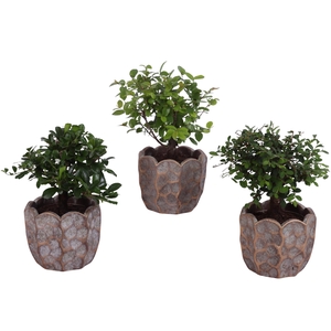 Bonsai Indoor Mix Ø 9cm Ball Shape in Ø12cm Ceramic PL670